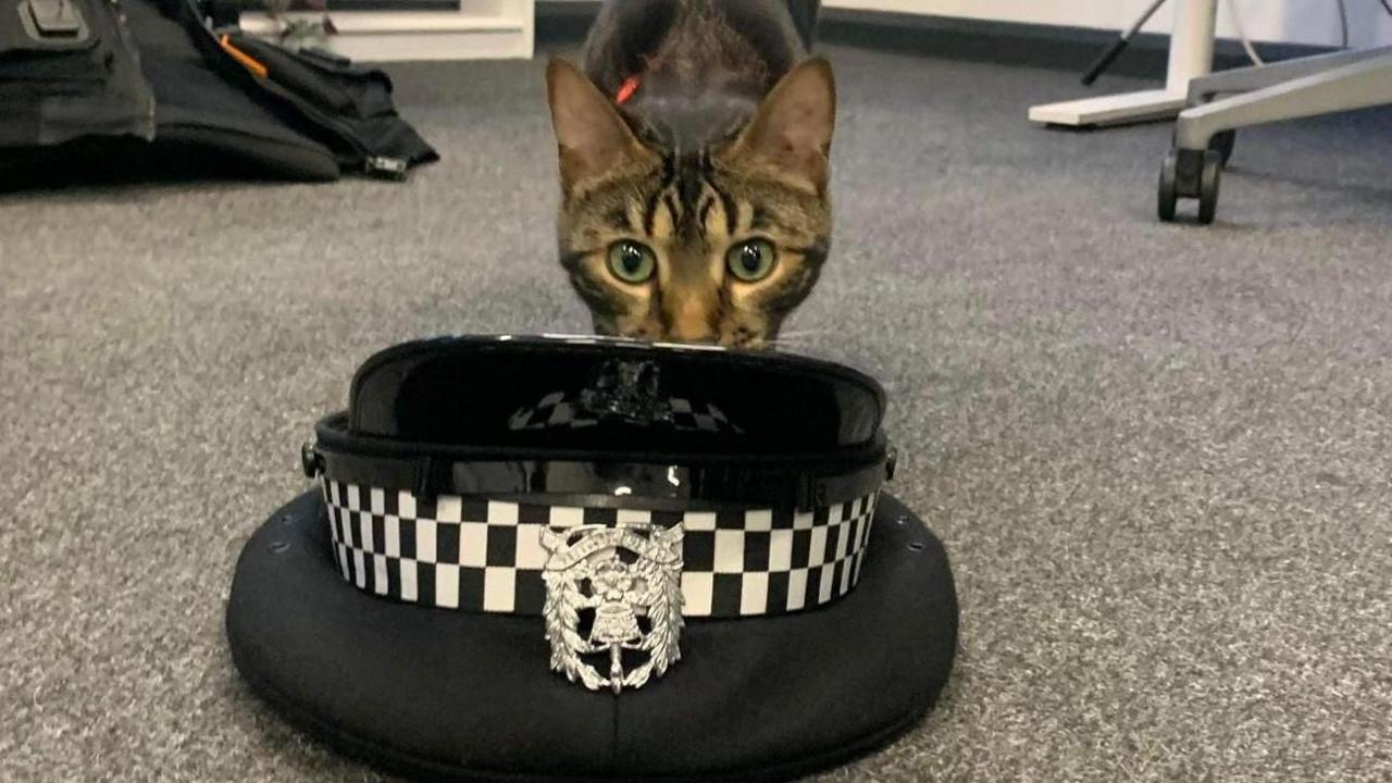 Tilly the cat with police hat