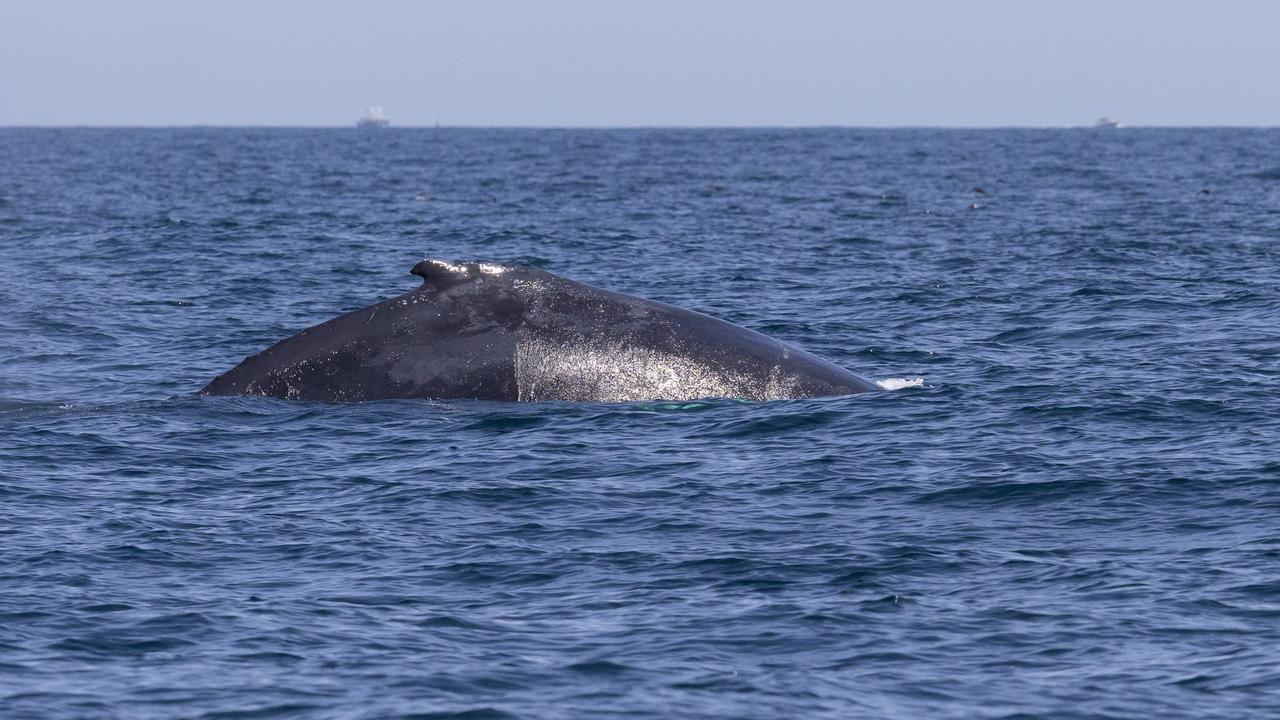 Whale in waters in Jersey