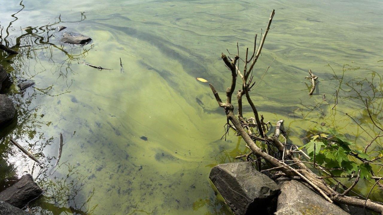 Greenish coloured water laps at the edge of the lake. Algal blooms are clear on the top of the water. Sticks and rocks mark the water's edge.