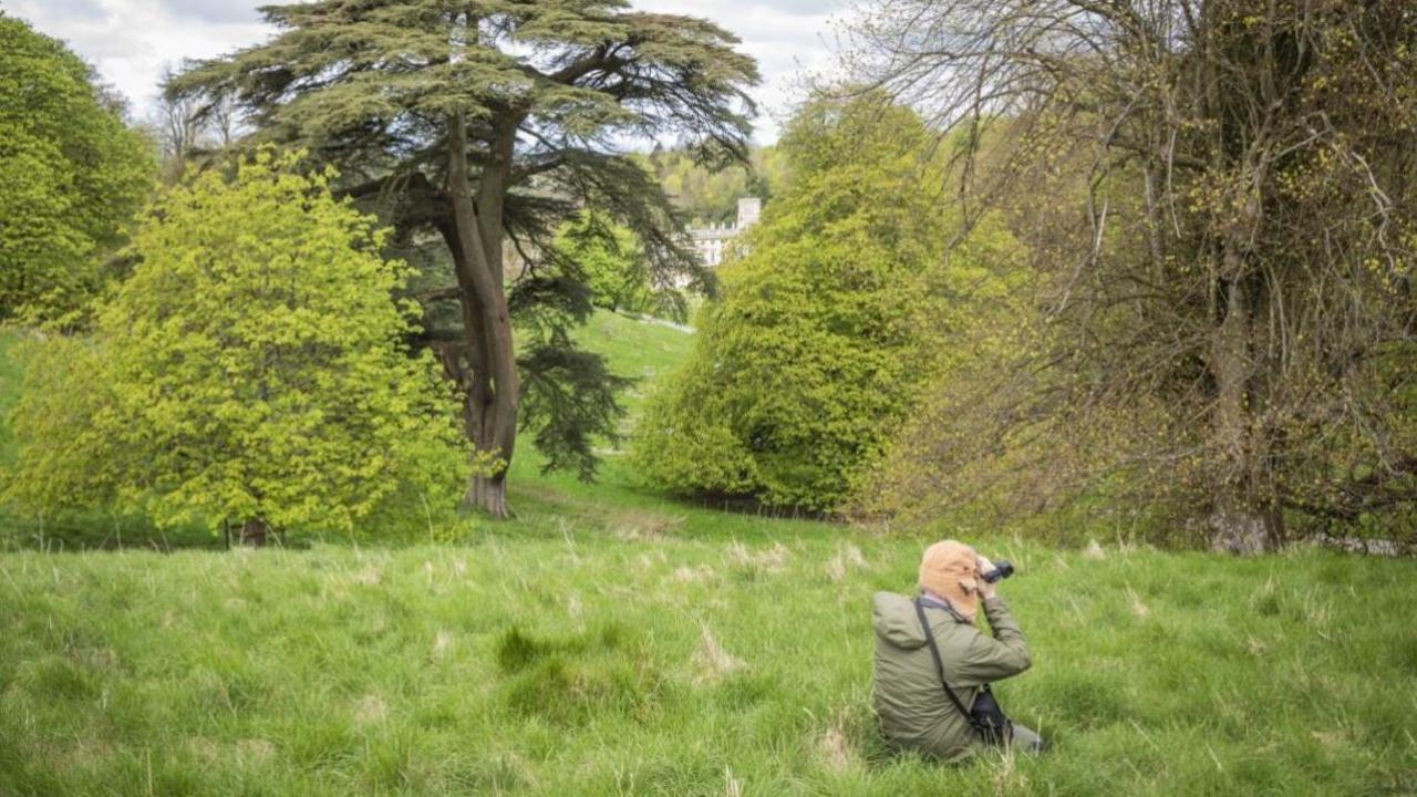 A man observing the deer from a distance