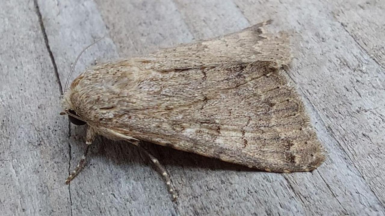 A close-up of a Robust Tabby moth standing on a wooden surface with its head down. Its wings are lying flat and are mottled shades of brown. Its legs are brown with white spots.