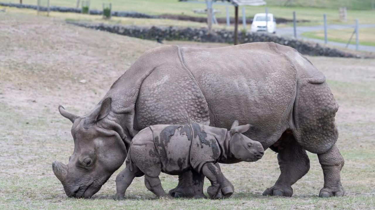 Two rhinos, one large and one small with the smaller one standing close to the larger one in a grassy field with a road in the distance behind them