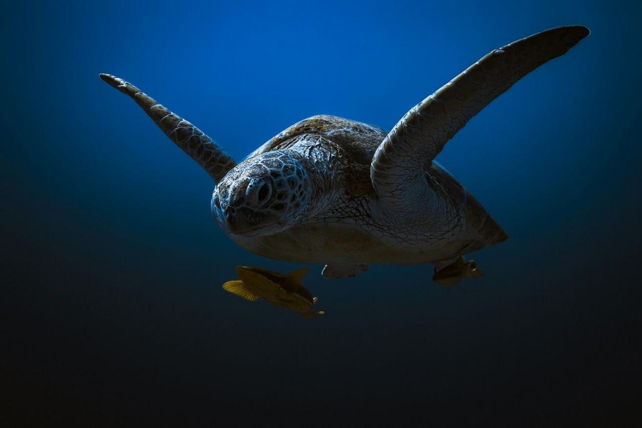 Sea turtle and fish under water. 