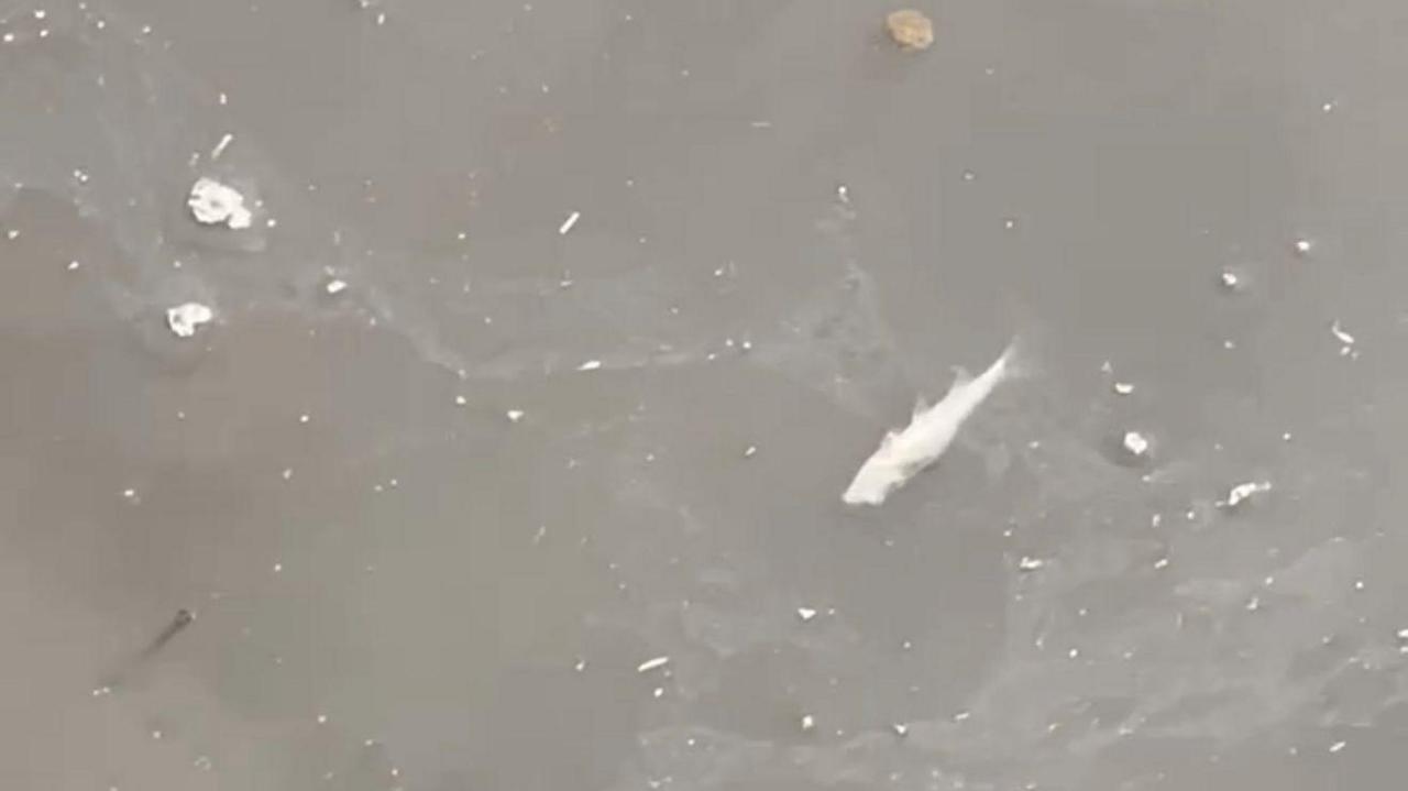 A body of brown water with a small fish floating on the surface suggesting it has died.