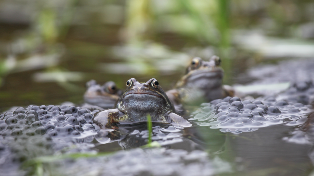 A pond with frogspawn and three frogs