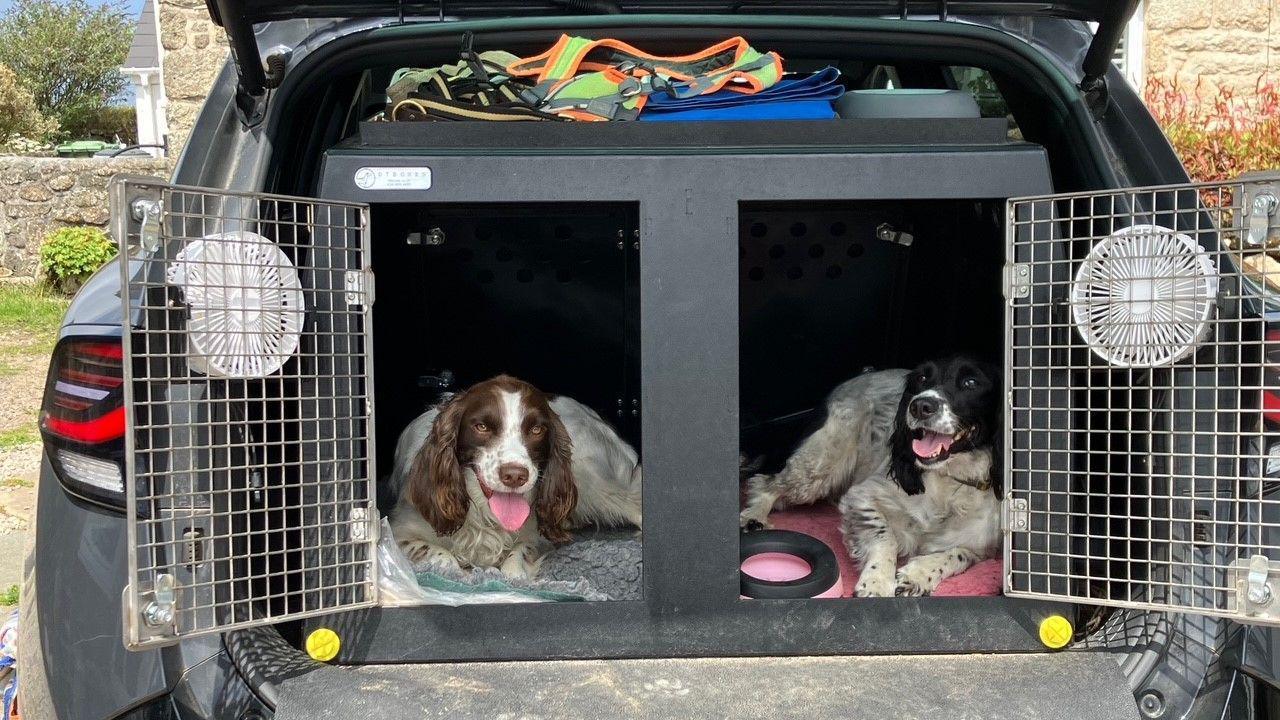 Springer spaniels Freda and Holly are lying in a crate in the boot of a 4x4 car. They are both panting and have furry beds and a bowl of water. The crate doors are open and have fans attached to them. On the top of the crate are a range of hi-viz harnesses and leads.