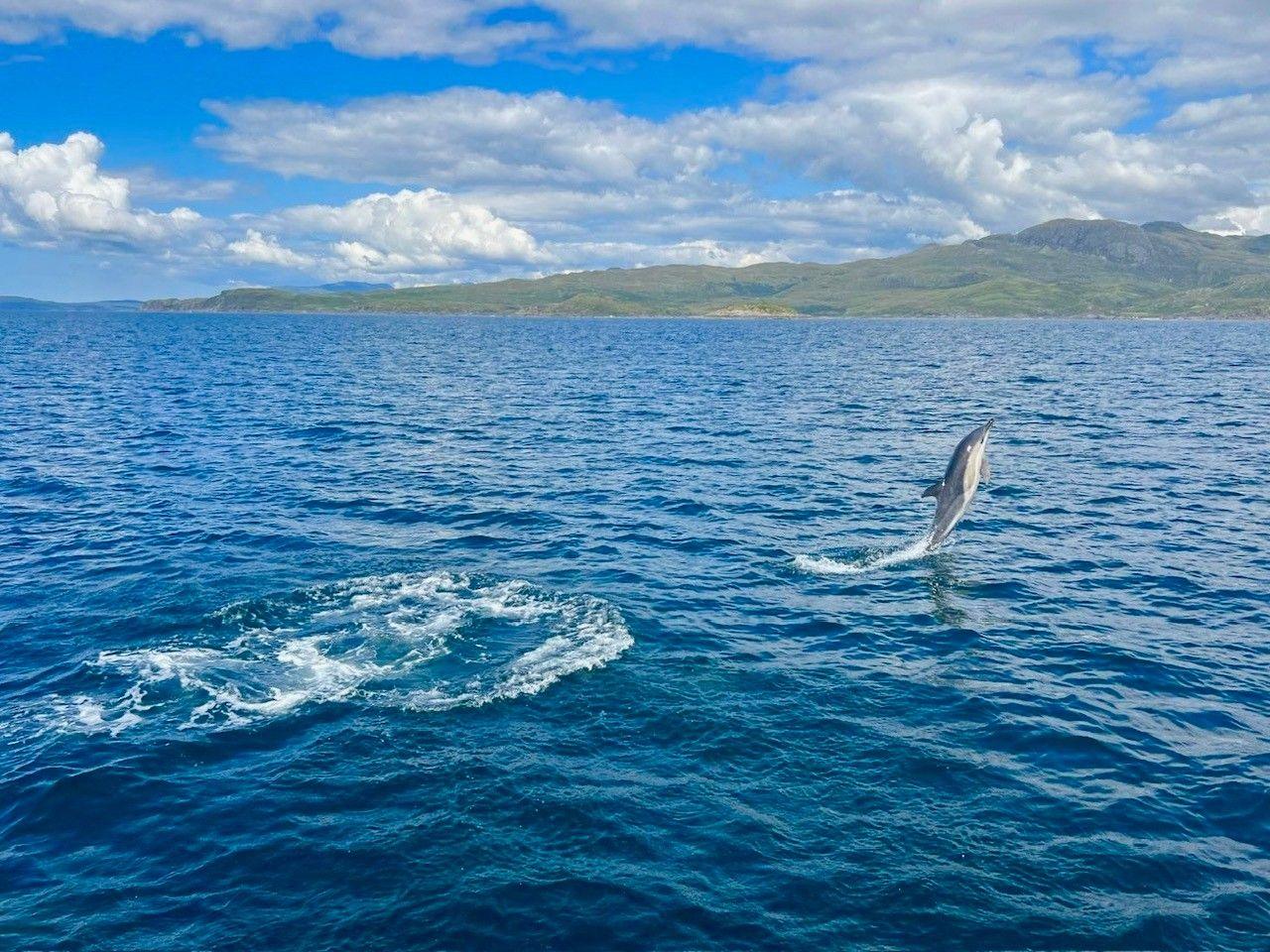 A young dolphin leaping out of the water on right of the frame with ripple of water behind it and grass covered hills in the distance below a cloudy but bright blue sky