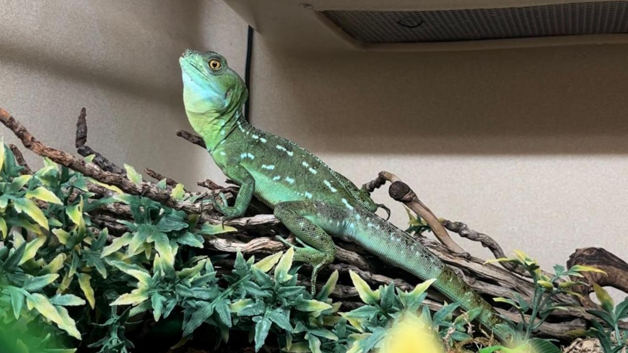 Valentina the green basilisk who is about six inches long.