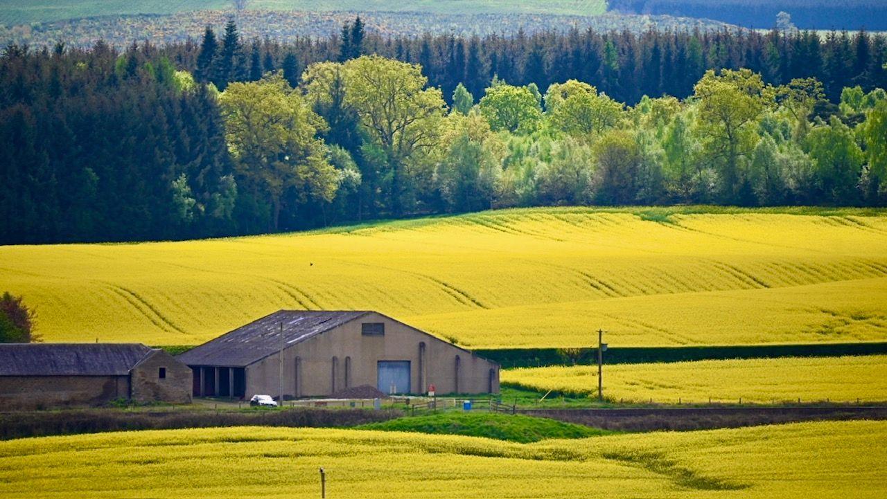 Field of yellow crops