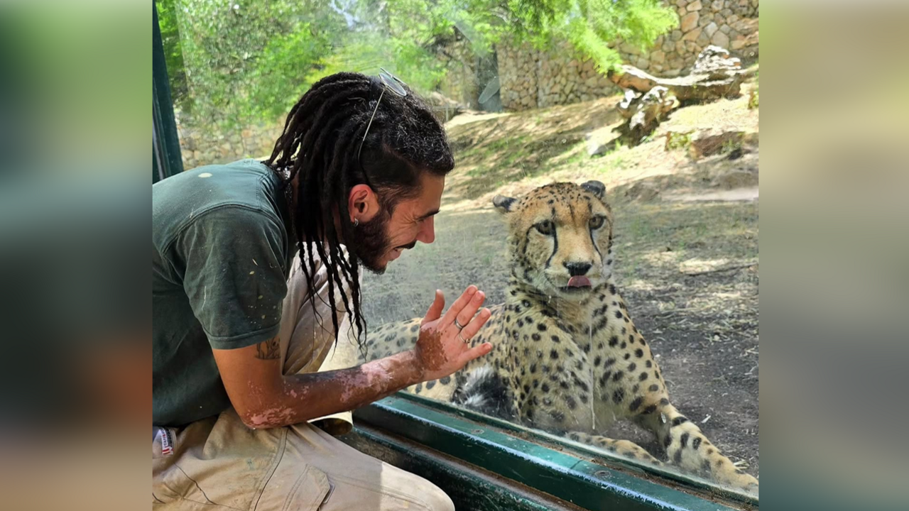 Uriel Nuri looks at a cheetah on the opposite side of reinforced glass