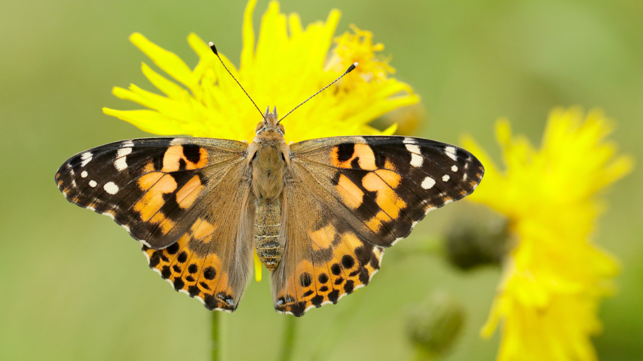 Painted Lady butterfly 