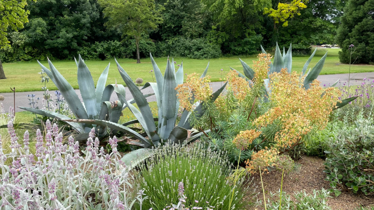 Three large, spiked green plants dominated a garden bed an is surrounded by other, smaller plants. A grass lawn is visible in the distance as well as a row large bushes and trees.