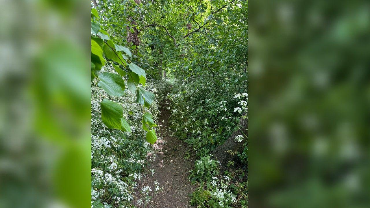 A picture of a brown path with trees and foliage either side. Some branches and plants are growing over the path. 