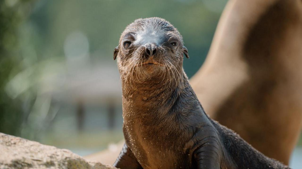 A young sea lion pup. 