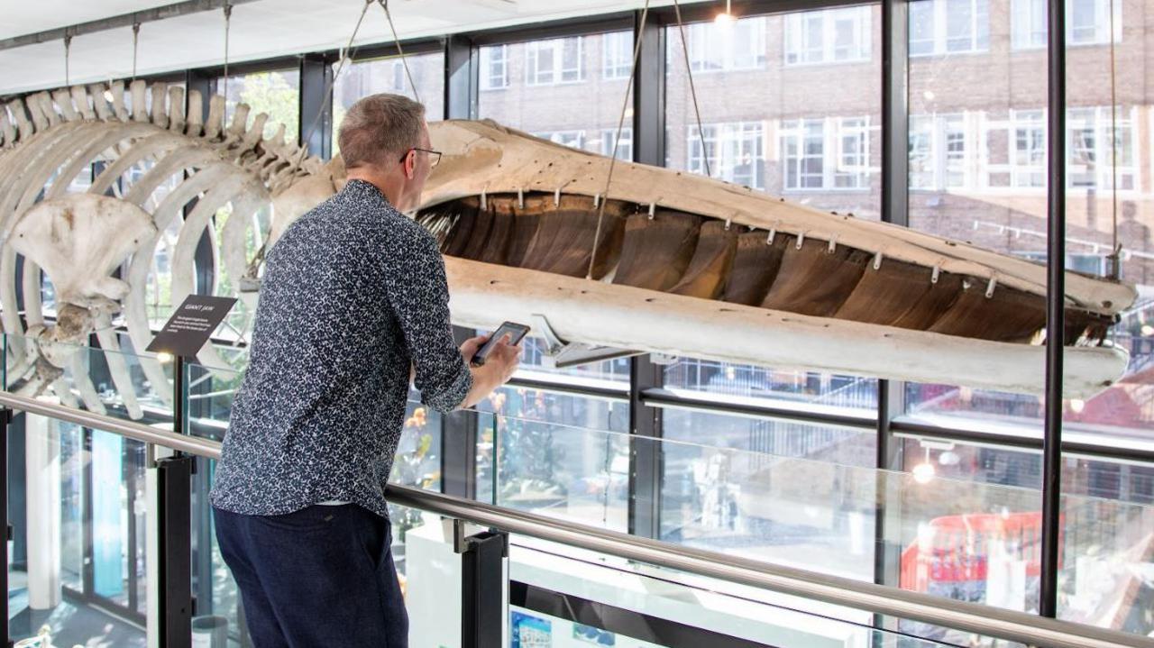 Jack Ashby standing with his back to the viewer in a blue and white shirt over blue trousers. He holds a smartphone in his hand and is looking at the head end of a large suspended skeleton of a fin whale, which hangs against a backdrop of two-storey glass windows.