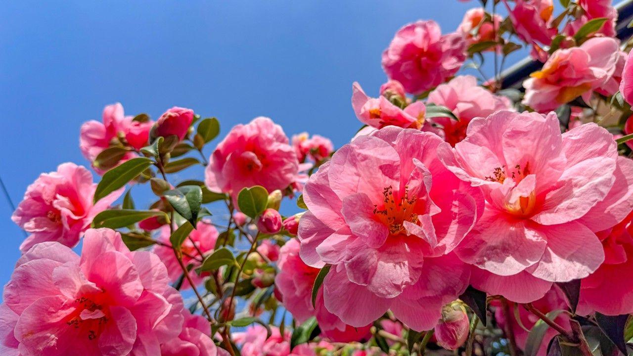 Close-up of bright pink camellias with bright blue sky behind