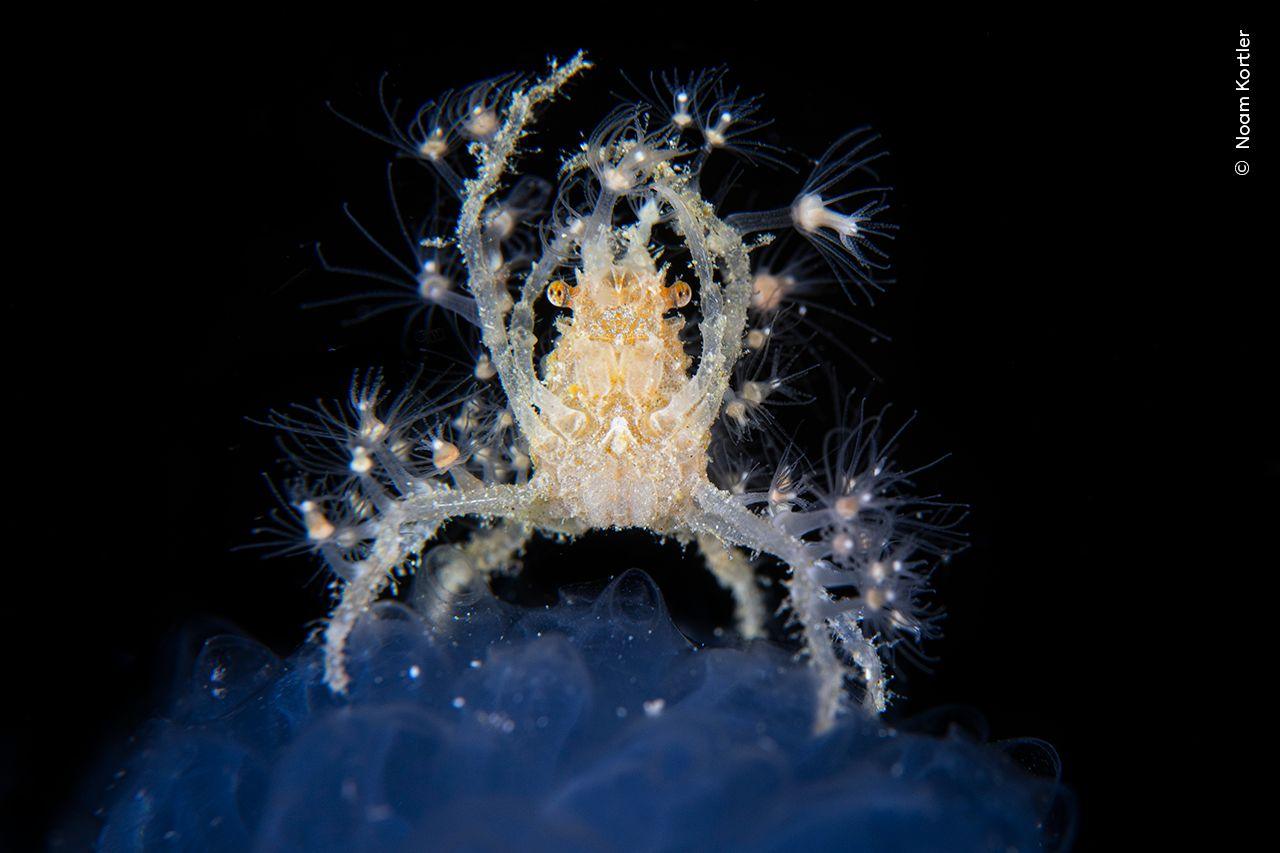 A glow in the dark crab