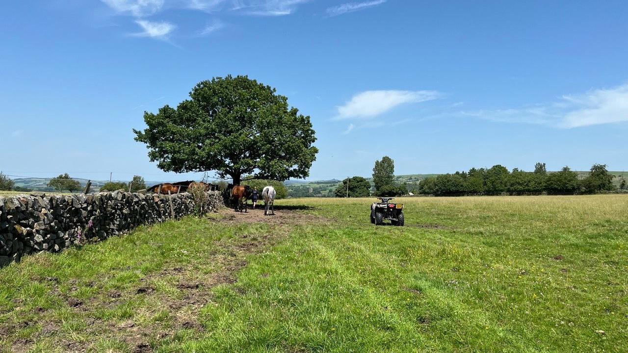 A go-kart sits within a green field next to horses sheltering underneath a large tree. The sky is bright blue with only a few clouds in the sky.