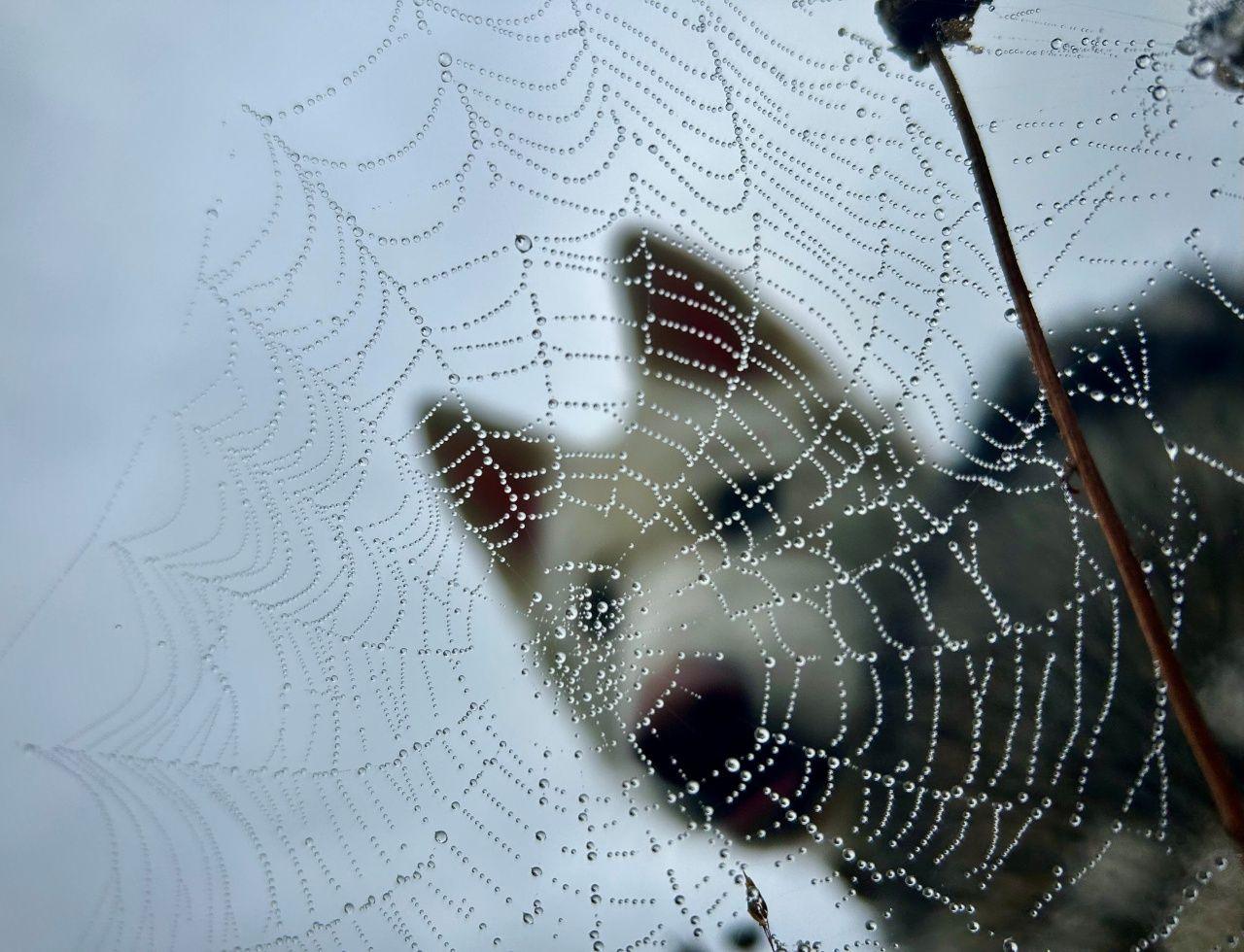 A spider's web covered in beads of moisture, with an out-of-focus white dog looking through