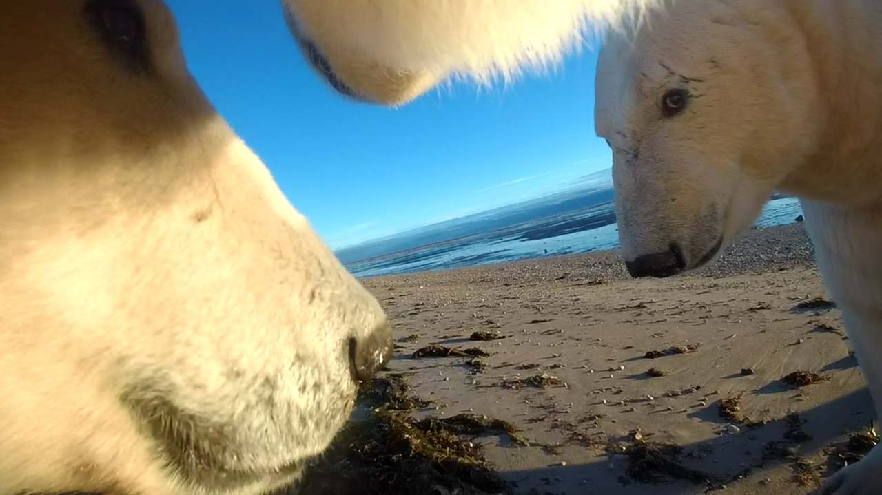 A group of polar bears captured from a collar camera 