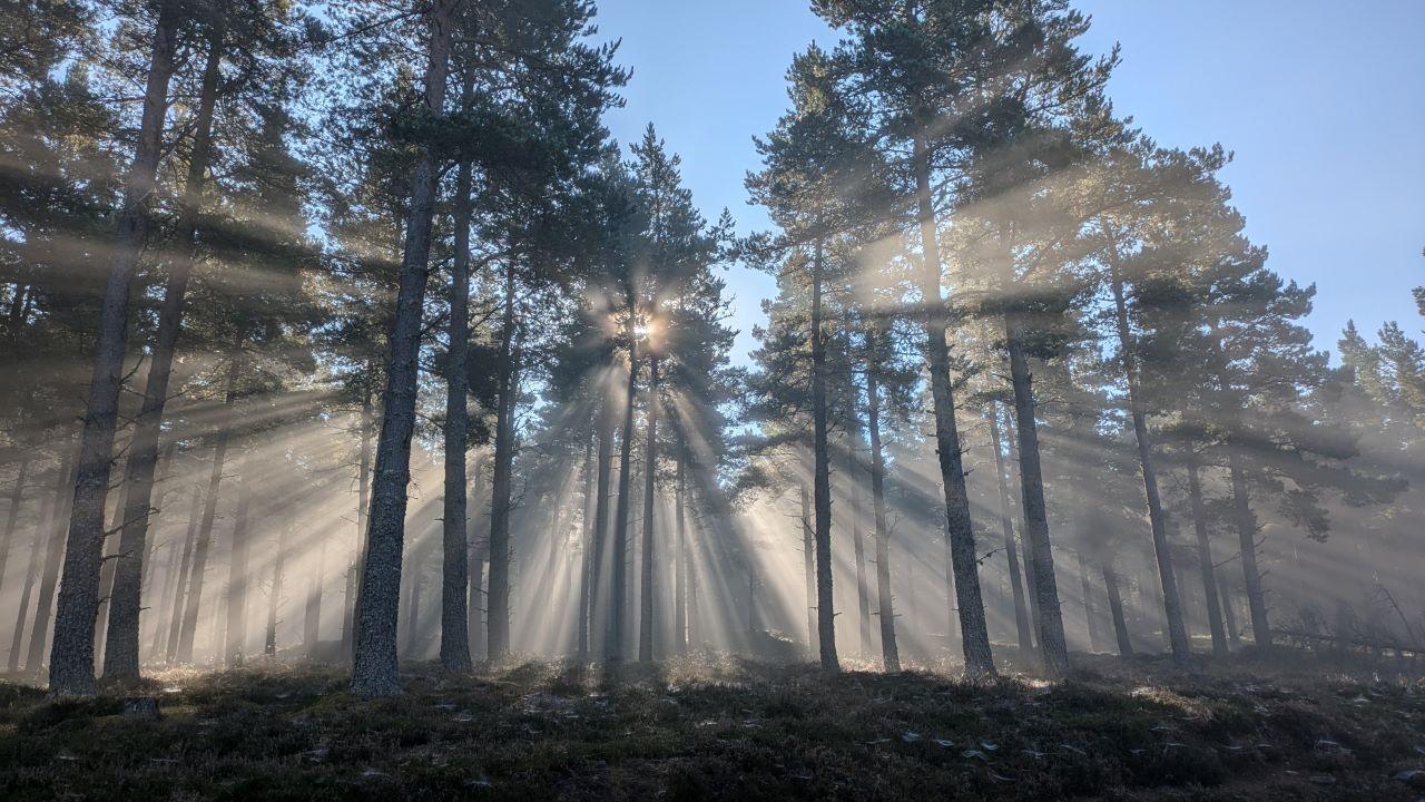 Sunshine breaking through a line of trees in a forest