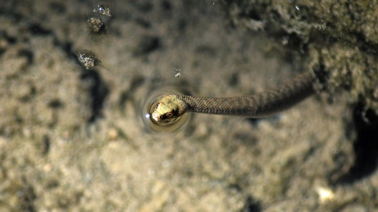 The background is the bottom of a pond or rock pool, and is blurry. The photo is taken from above. In the foreground is a small green snake, emerging from a rock under the water, but poking its head just above the surface. Ripples of water form in a circle around its head. 