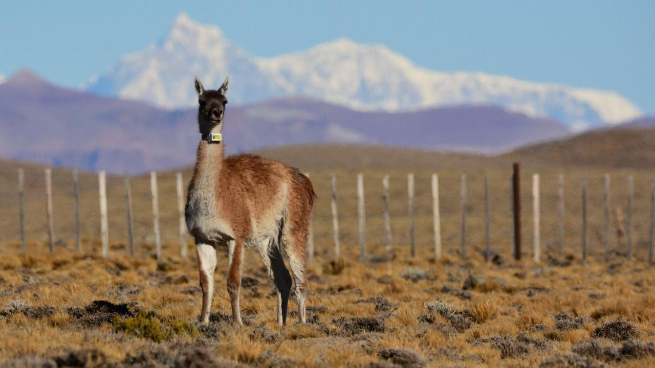 The largest ungulate in South America, guanacos live in a highly seasonal environment