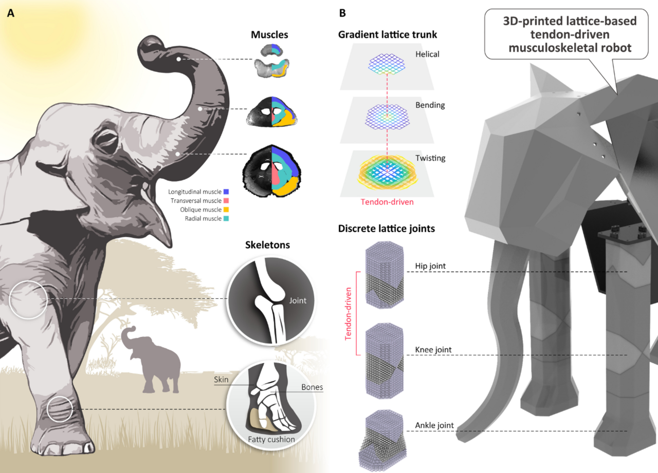 Inspiration of the elephant musculoskeletal system