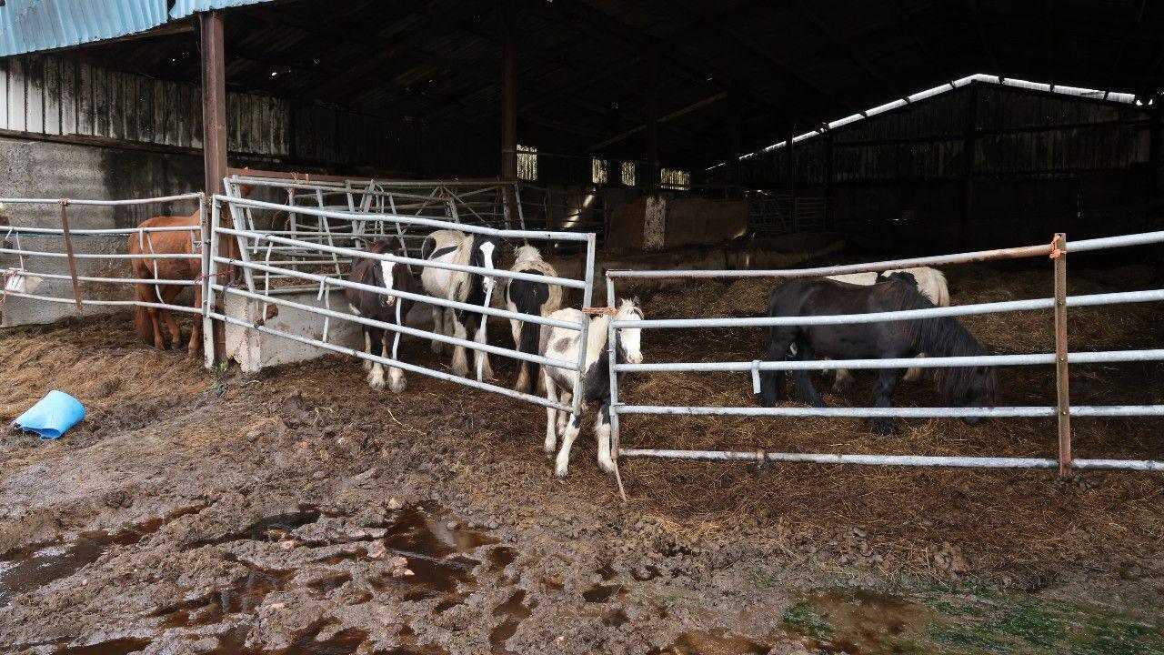 A number of horses, penned behind gates in a barn, with a floor covered in wet and very dirty straw