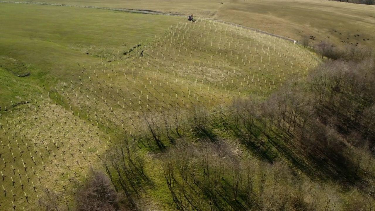 aerial shot of new woodland