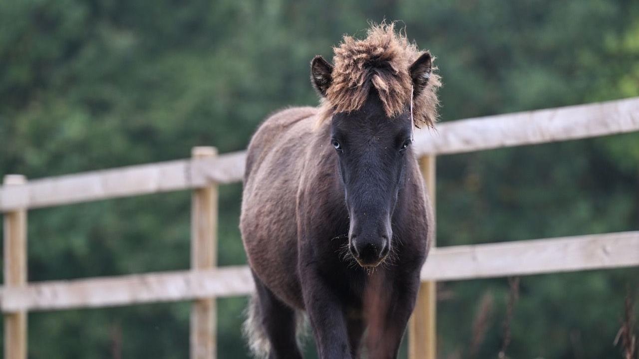 A dark brown Icelandic colt with a light brown mane. The horse is looking directly at the camera. Behind it is a brown fence and green trees.
