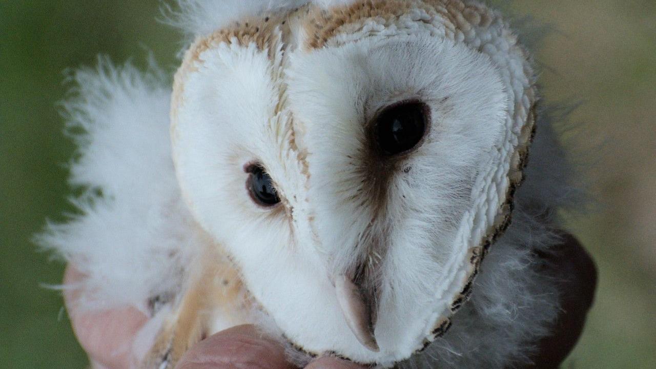 A baby barn owl's white face and pink beak is visible, held in someone's hand.