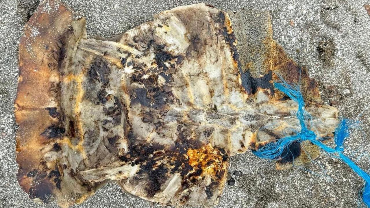 Photo of a fragmented sea turtle shell on the ground