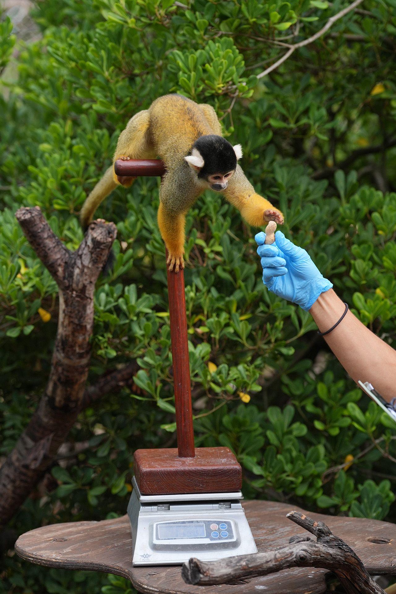 Bolivian squirrel monkey.