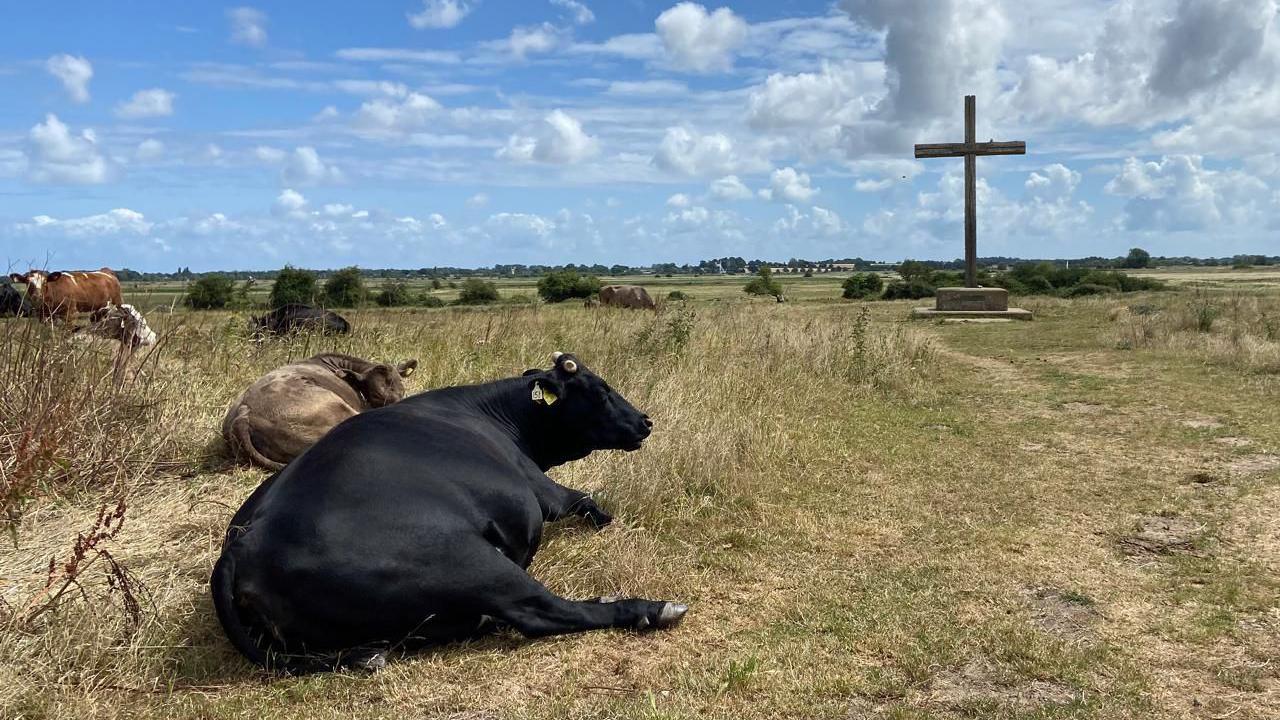 Two cows sit on the grass in a field in the foreground and in the distance is a large wooden cross.
