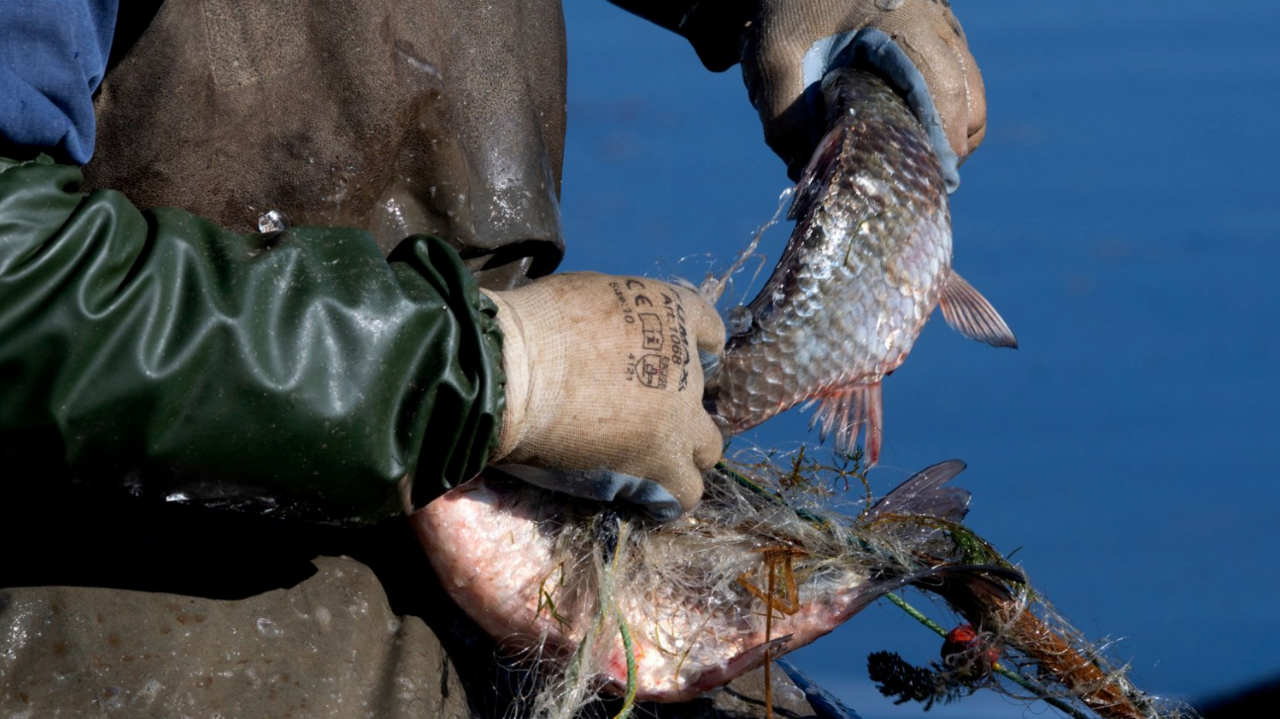 Fisher with netting
