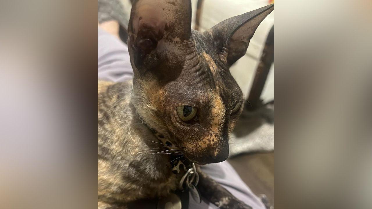 A close up shot of Lulu, a cat of varying shades of brown, with huge ears. She is wearing a collar which has an apple airtag attached