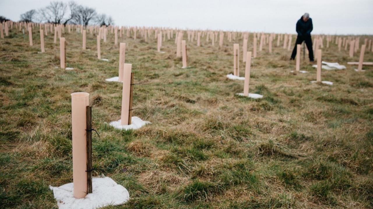 A view across a sloping field showing hundreds of plastic tree guards, indicating where tree saplings have just been planted. There is a man on the right, wearing all black, who is digging a hole to plant another one in. 