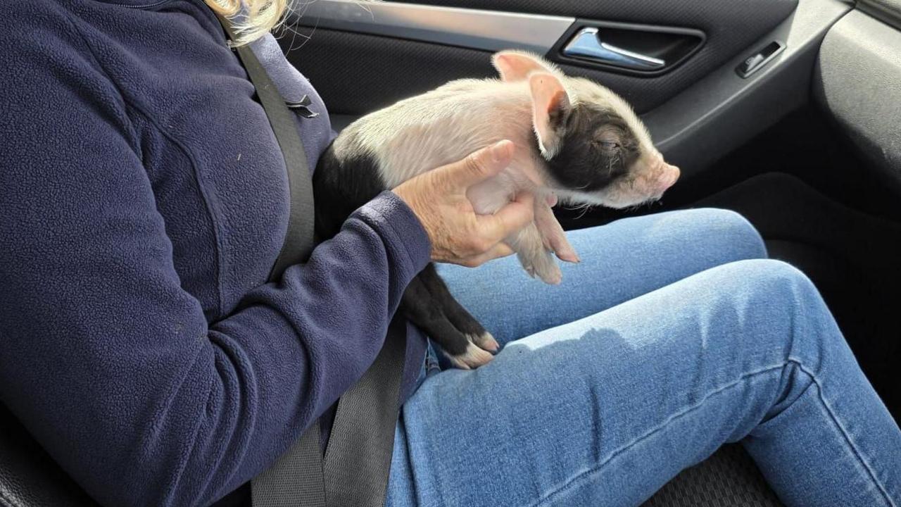 Benny, the piglet, on the lap of a passenger in a car