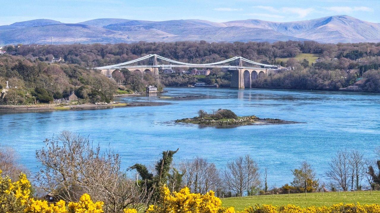 Yellow gorse bushes in the foreground with the Menai Strait and Bridge behind and blue sky over mountains in the distance