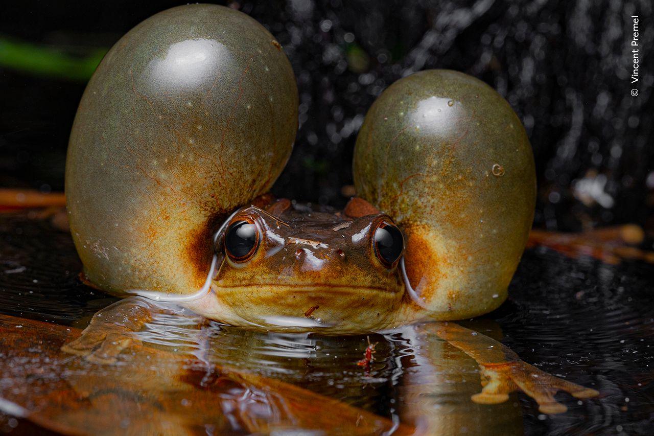 A frog with balloon like cheeks swimming