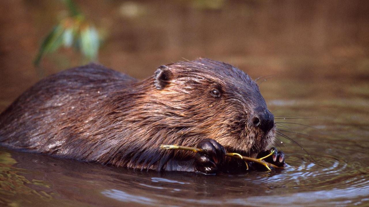 Beaver chewing a twig in the water.