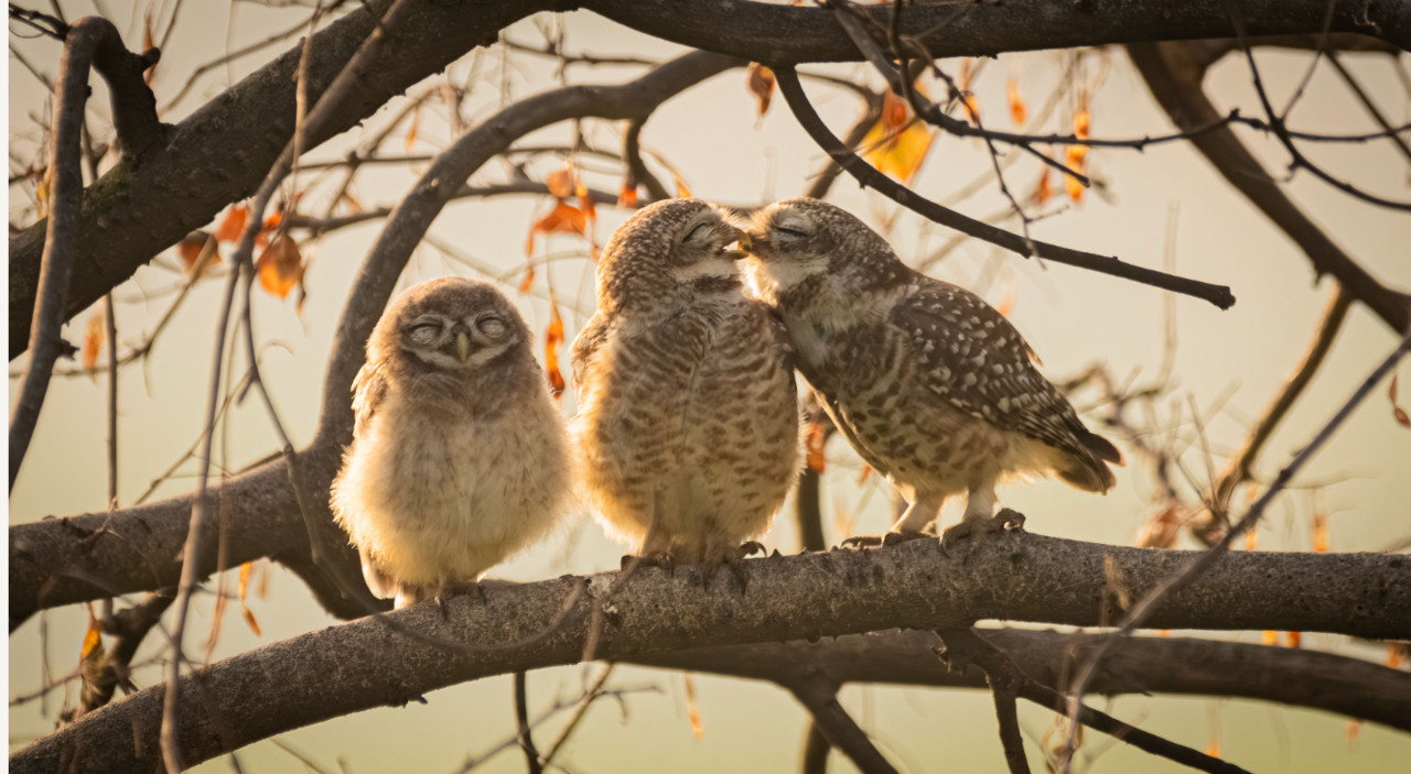 3 baby owlets on tree with 2 kissing 