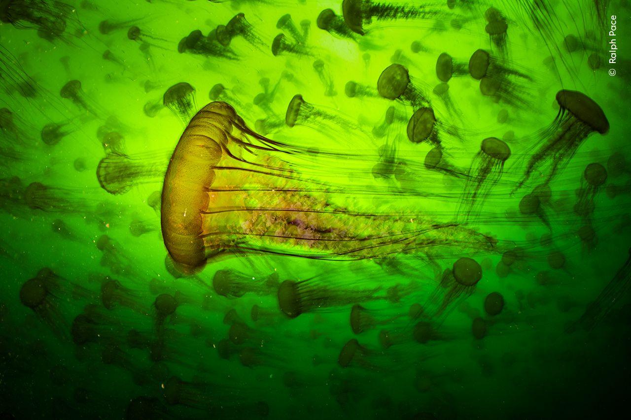 swirly mass of jellyfish called Pacific sea nettles.
