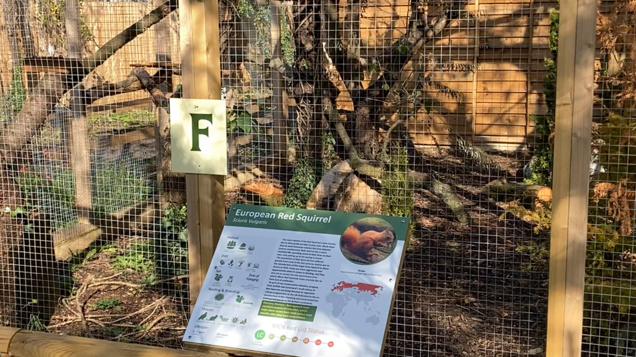 A general view of the red squirrel enclosure already built at the sanctuary. It shows an enclosure with trees and woodland furniture inside. An information board about red squirrels sits outside of it for visitors to read.