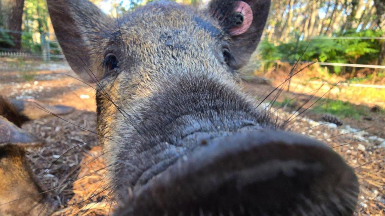 Extreme close-up of a Mangalitza pig with its snout almost touching the camera lens.