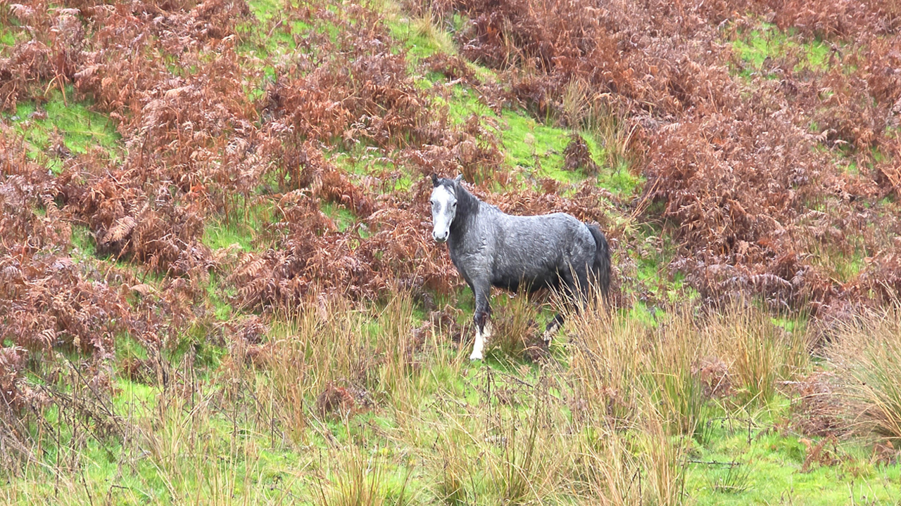 A wild pony on the hills near Church Stretton. It is side-on looking at the camera. It is standing among reeds and old, browning bracken
