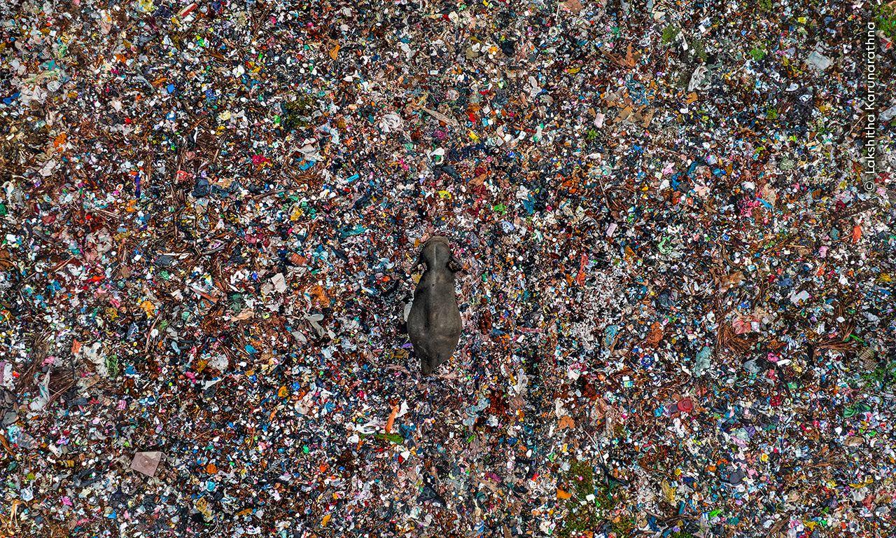 Aerial photograph of an Asian elephant walking through a rubbish dump in Sri Lanka.