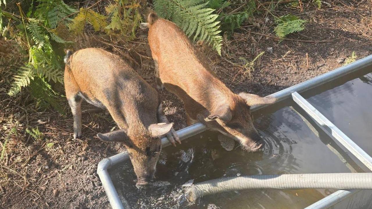 Two brown pigs drink out of a water trough