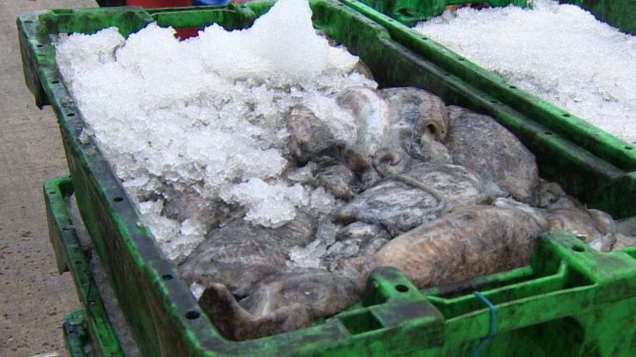 Cuttlefish in a box packed with ice